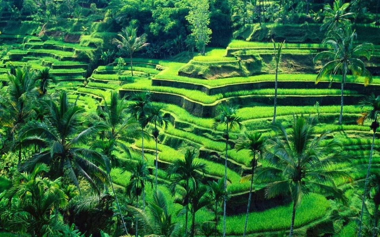 White Creative Villa Campuhan Ubud Dış mekan fotoğraf